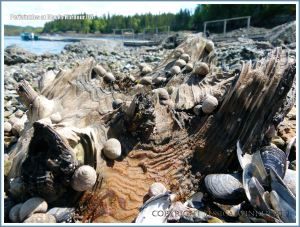 Winkles on wood on the seashore