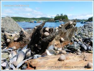 Winkles on wood on the seashore