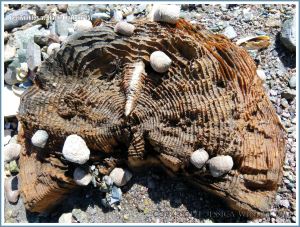 Winkles on wood on the seashore