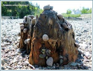 Winkles on wood on the seashore