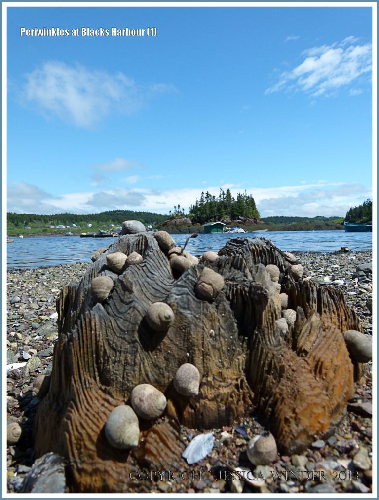 Winkles on wood on the seashore