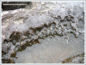 Close-up of the pattern etched by acid erosion into the edge of a shallow water-filled depression on the surface of Carboniferous Limestone outcrop on the beach