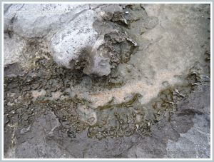 Close-up of the pattern etched by acid erosion into the edge of a shallow water-filled depression on the surface of Carboniferous Limestone outcrop on the beach