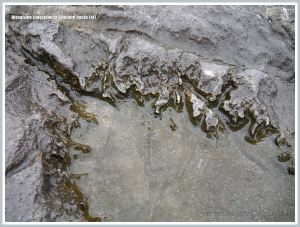 Close-up of the pattern etched by acid erosion into the edge of a shallow water-filled depression on the surface of Carboniferous Limestone outcrop on the beach