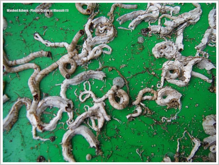 Calcareous tubes of marine worms on green plastic flotsam