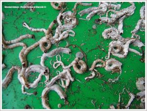 Calcareous tubes of marine worms on green plastic flotsam