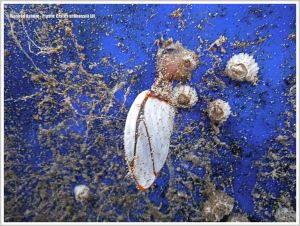 Acorn barnacles and stalked goose barnacle on a blue plastic flotsam crate