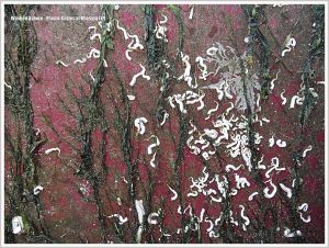 Red plastic crate with attached seaweed and calcareous tubes of marine worms.