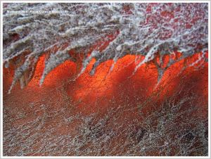 Detail of an orange plastic flotsam crate with attached Hydroids.