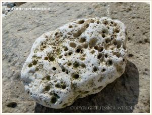 Cobble-size beach stone with holes made by sea creatures