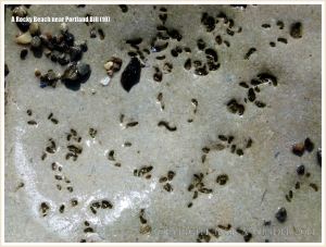 Close-up of a smooth limestone outcrop on lower shore with small marine worm burrows
