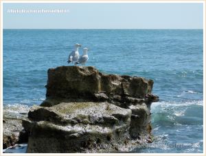 A pair of gulls on a flat-topped rock outcrop surrounded by sea