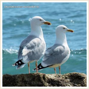 A pair of seagulls enjoying the view out to sea