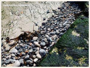 Seaweed, pebbles, and limestone on the seashore