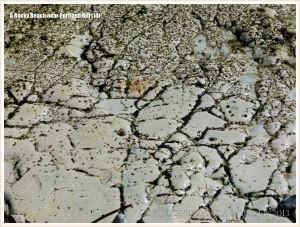 Close-up of possible damage by seashore creatures on limestone