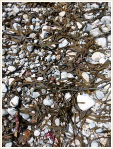 Dried seaweed on pebbles at the beach