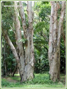 Paperbark trees in the Queensland rainforest