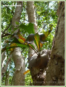 Staghorn or Elkhorn Fern growing in a tree in the Australian rainforest.