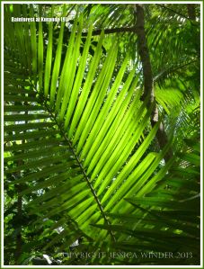 Sun shining through the fronds of a Calamus palm in the Australian rainforest