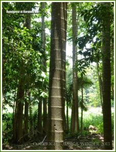 Striped trunk of a palm tree in the Australian rainforest
