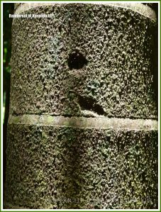 Close-up of the bark of a palm tree in the rainforest