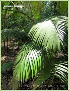Curving fronds of sunlit palms in the rainforest