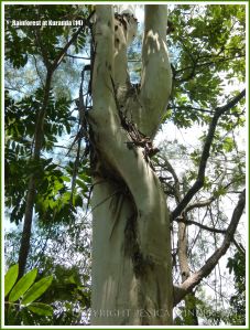 Twisted tree trunks in the rainforest at Kuranda