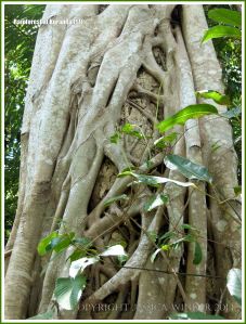 Close-up of a network of vines wrapped around a tree.