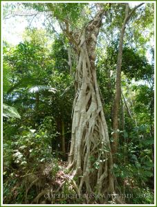 Twisted vines completely surrounding a tree trunk in the rainforest.