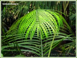 Wait-a-while Palm in the Australian rainforest at Kuranda
