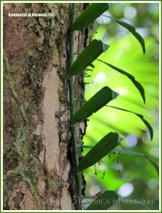 Vine leaves silhouetted against a tree trunk in the Australian rainforest.