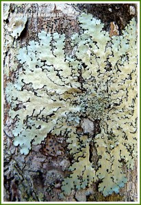 Lichen on a tree trunk in the Queensland rainforest
