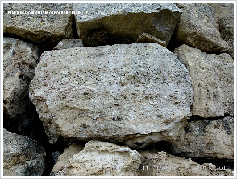 Detail of a block of fossiliferous limestone in a wall beside the coast path on the Isle of Portland