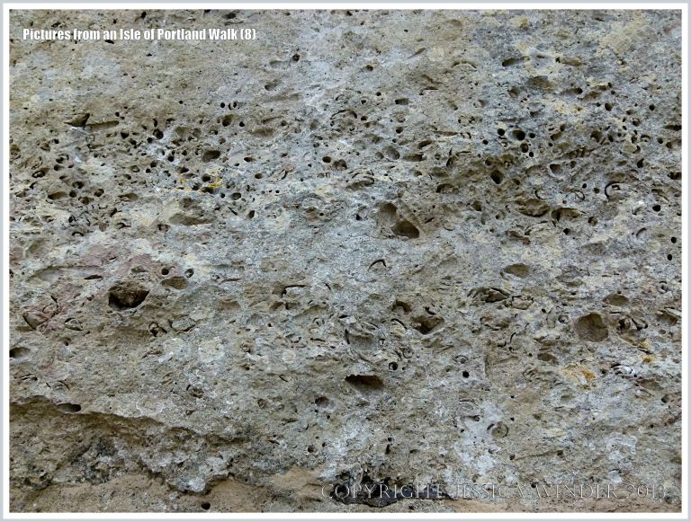 Close-up of a block of fossiliferous limestone in a wall beside the coast path on the Isle of Portland