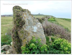 Detail of old stone field boundary by the Isle of Portland coastal path