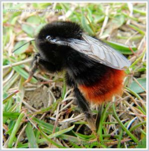 Red-tailed Bumble Bee
