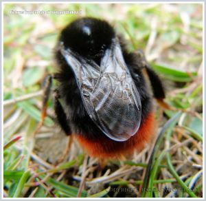 Red-tailed Bumble Bee