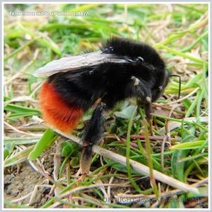 Red-tailed Bumble Bee