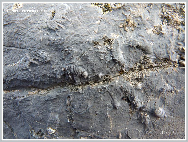 Fossil crinoid stem segments in High Tor Limestone at Prissen's Tor on the Gower Peninsula