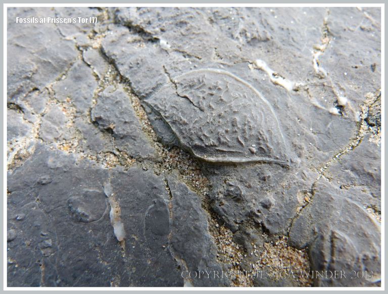 Fossil seashell (either brachiopod or bivalve) in High Tor Limestone at Prissen's Tor on the Gower Peninsula