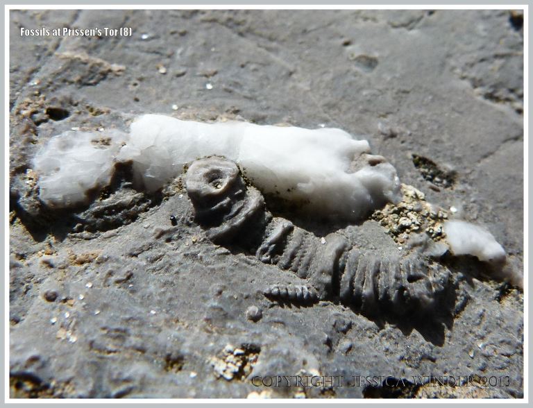 Fossil crinoid stem segments in High Tor Limestone at Prissen's Tor on the Gower Peninsula
