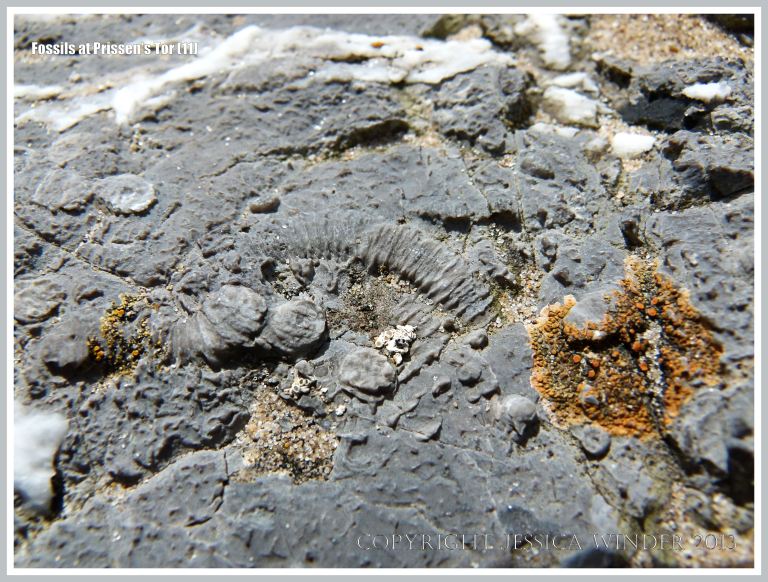 Fossil crinoid stem segments in High Tor Limestone at Prissen's Tor on the Gower Peninsula