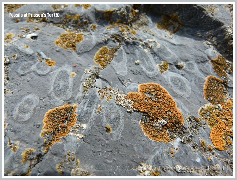 Coral fossils in High Tor Limestone at Prissen's Tor on the Gower Peninsula
