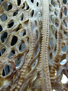 Seafood displayed on a Spanish market stall