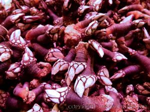 Seafood displayed on a Spanish market stall