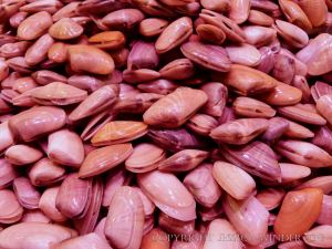 Seafood displayed on a Spanish market stall