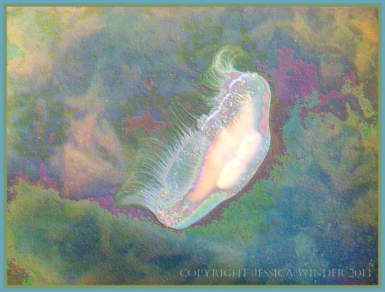 Swimming Moon Jellyfish