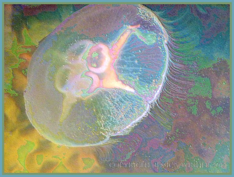 Swimming Moon Jellyfish