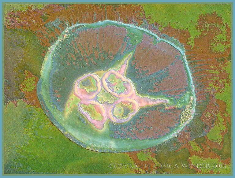 Swimming Moon Jellyfish