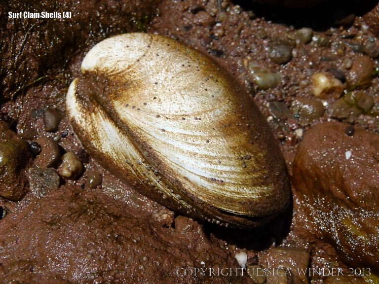 Empty Surf Clam shell on the beach among red mud and red rocks